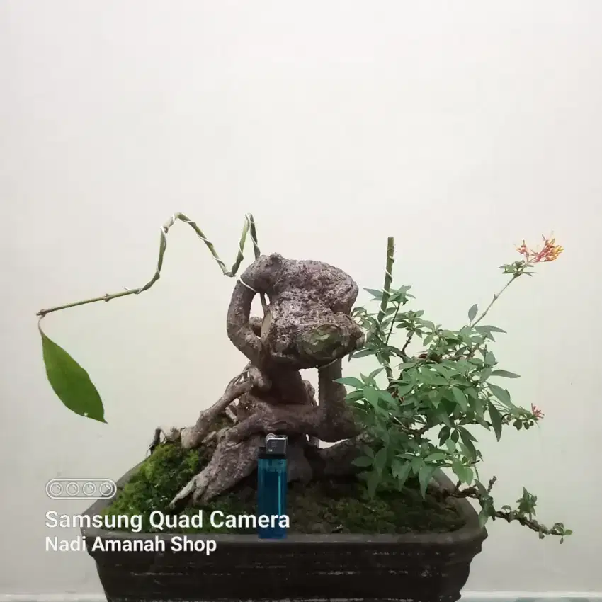 Bonsai Pusaka Batang Unik