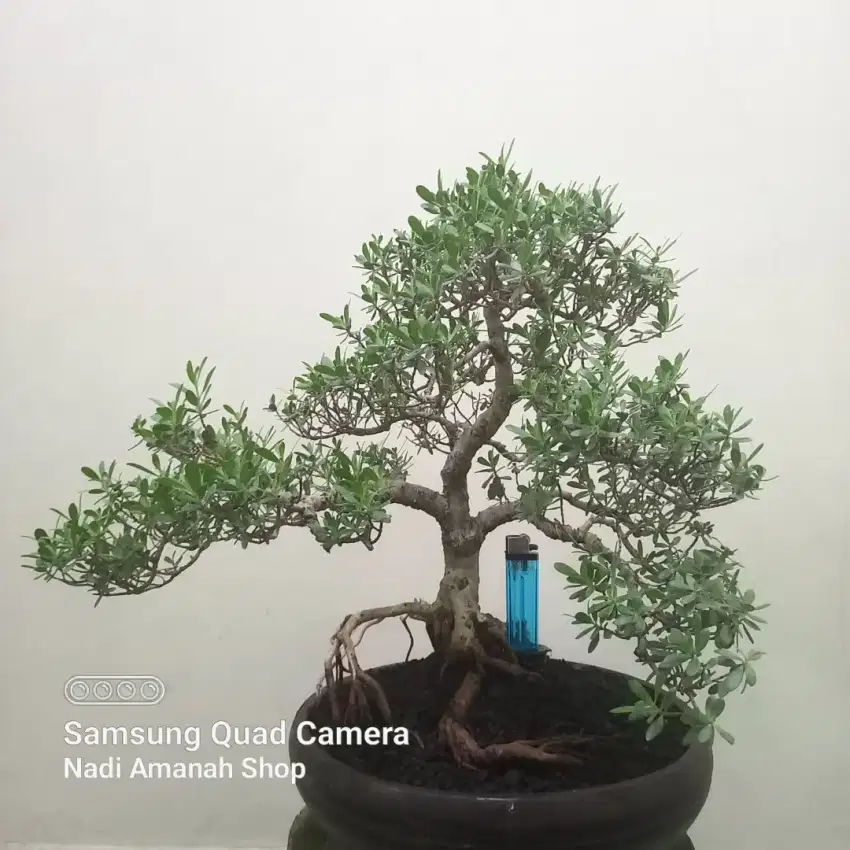 Bonsai Santigi Siap Pajang