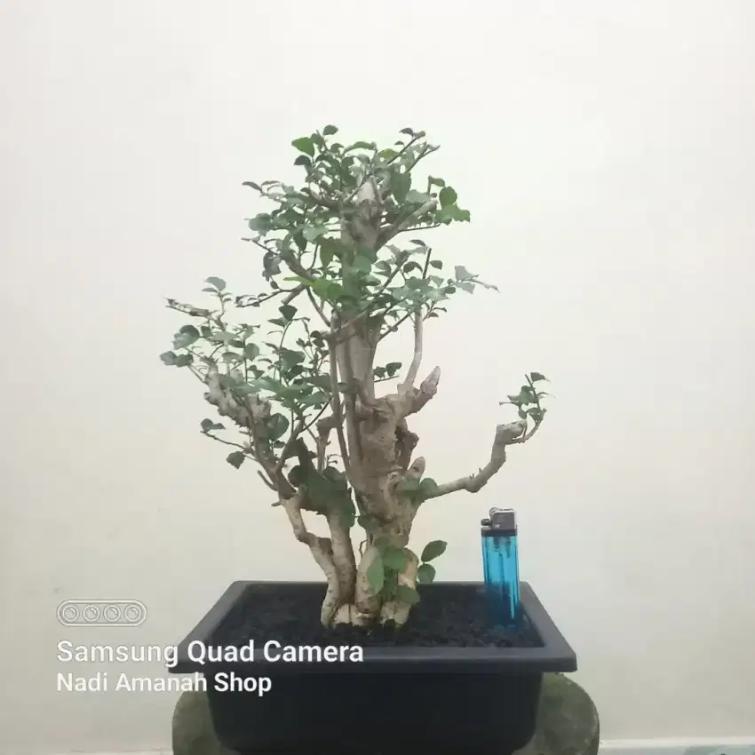 Bonsai Serut Batang Berkarakter