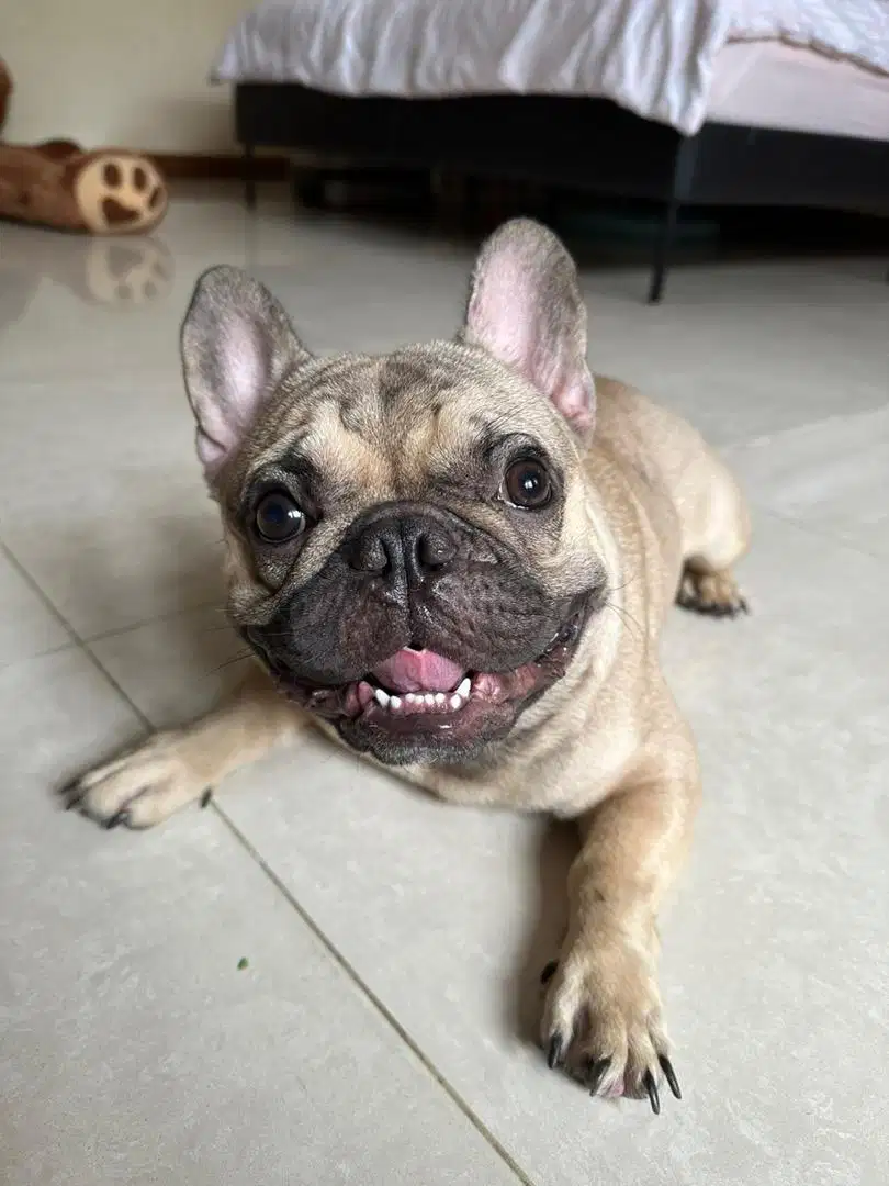 French Bulldog Frenchie