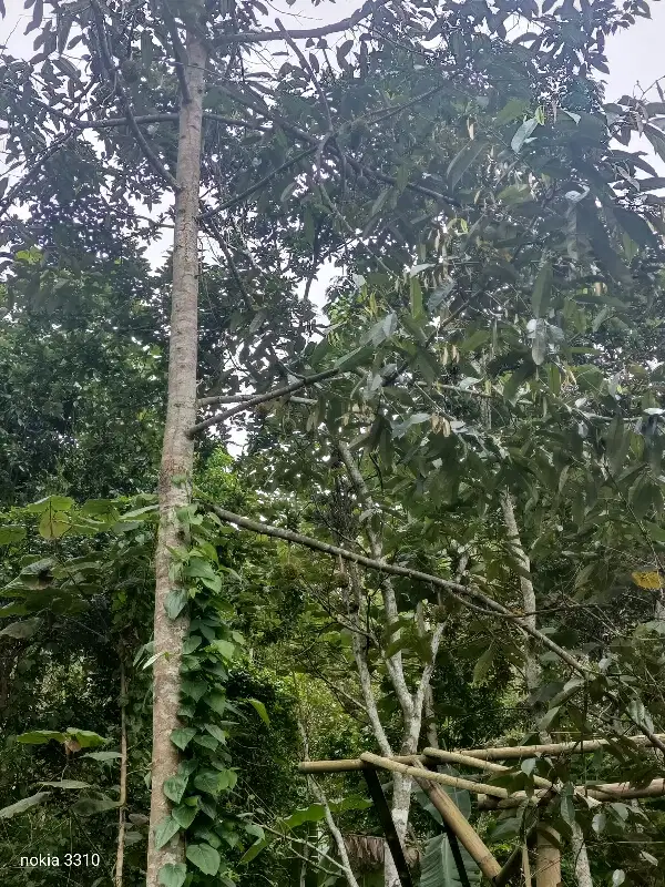 Kebun Durian, Kopi, Waru Tajinan Malang