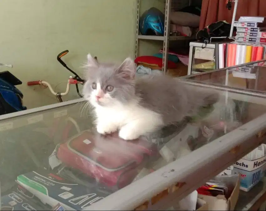 kucing kitten line BSH british