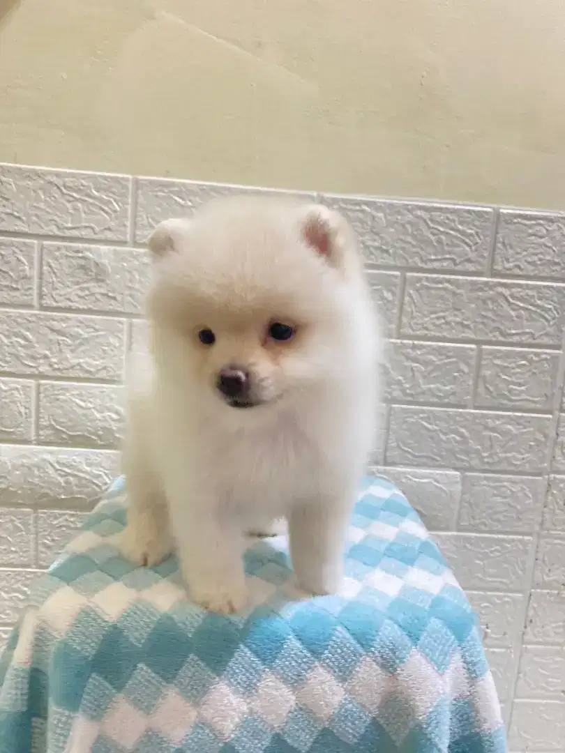 Minipom broken white