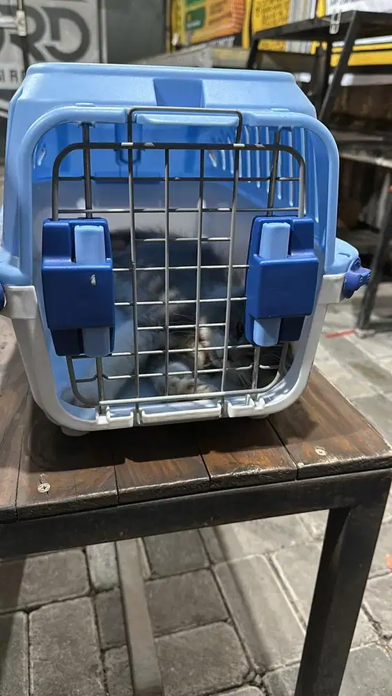 Penitipan kucing murah, penitipan kucing jogja, petshop jogja