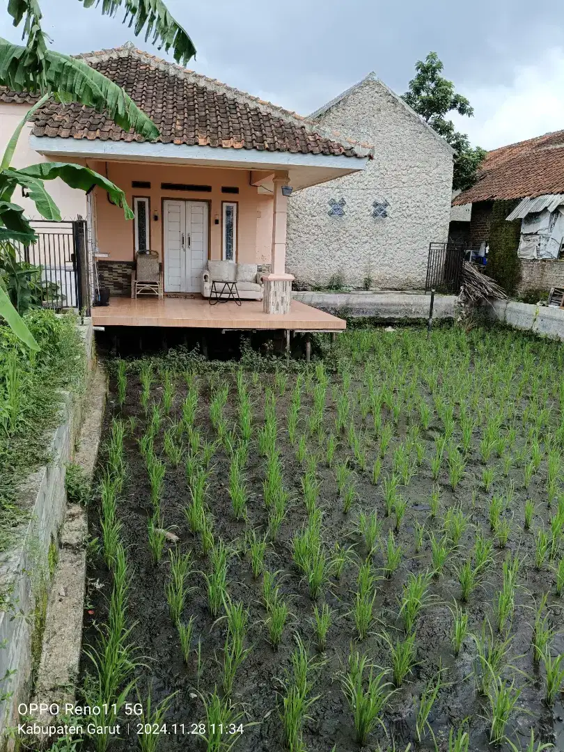 Jual butuh 1 unit rumah berikut 2 petak sawah