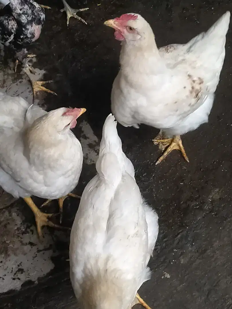 Jual ayam Bangkok, kampung dan potong