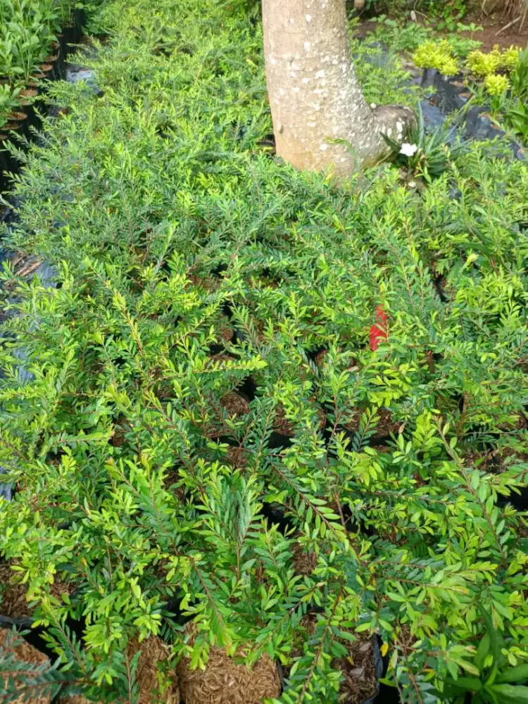 Cendrawasi tinggi 20 cm