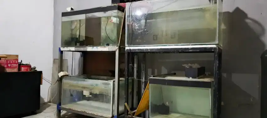 Ikan louhan plus aquarium