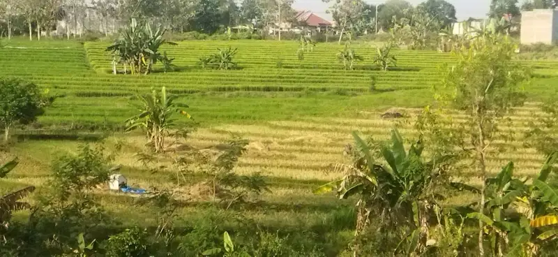 DİJUAL TANAH SAWAH LUAS DEKAT RAYA DUNGUS