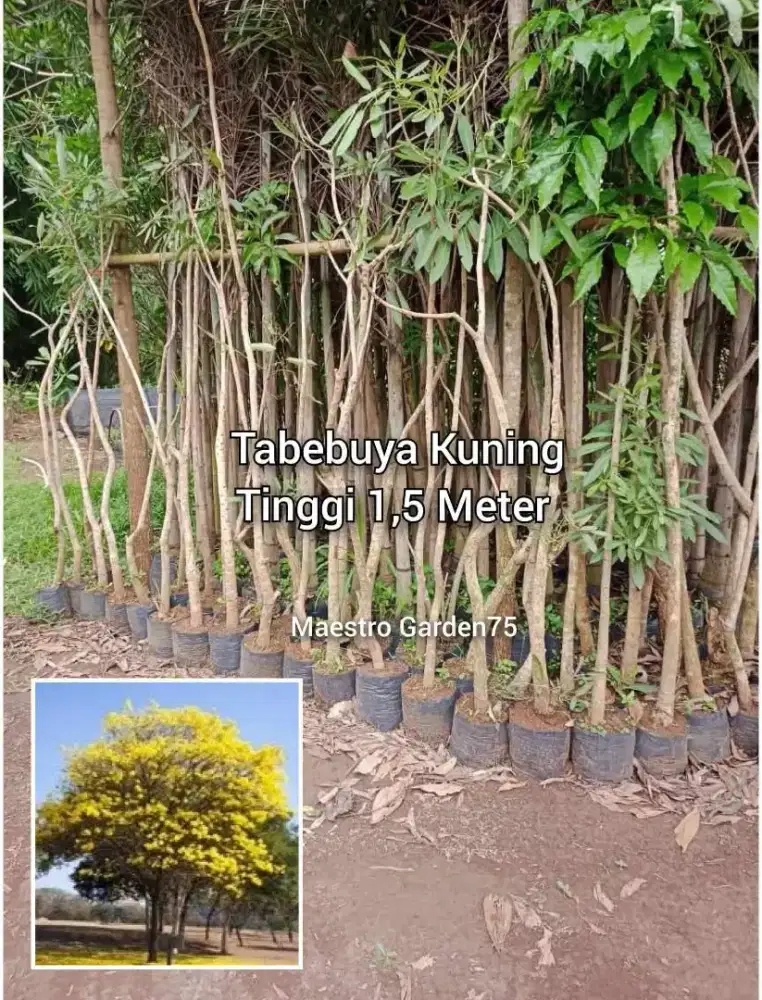 Tabebuya Kuning Tinggi 1,5 Meter