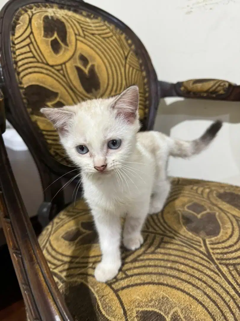 anak kucing persia jantan