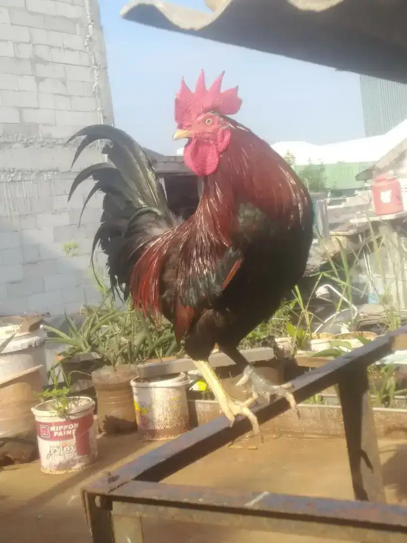 Di jual ayam kampung katuranggan tunjang besi