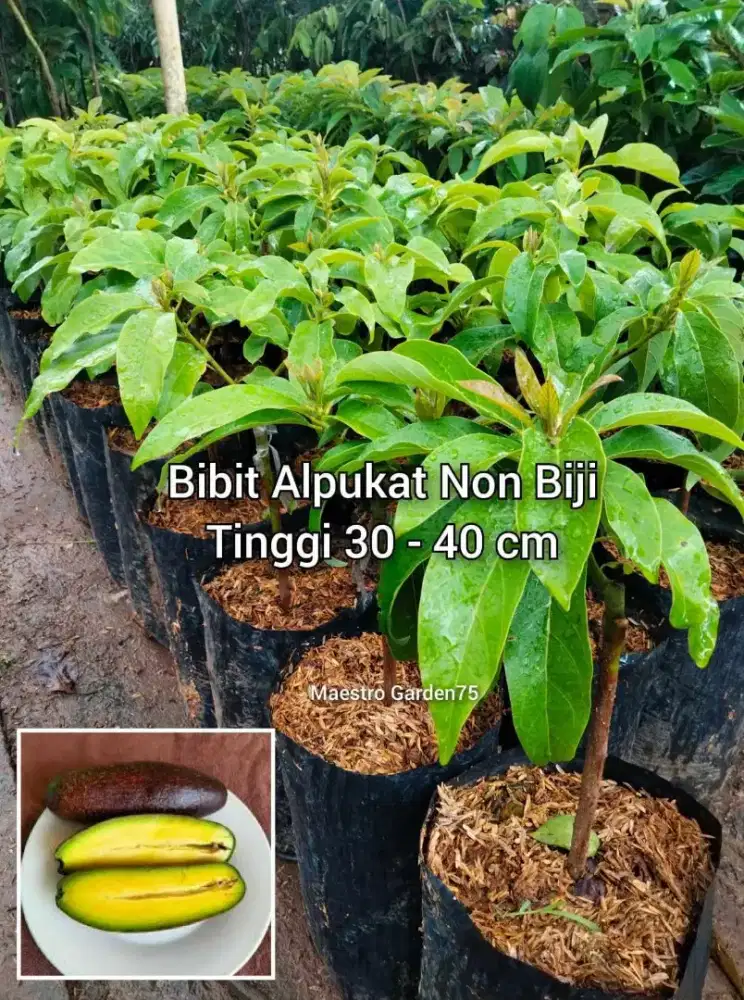 Bibit Alpukat Non Biji Tinggi 40 cm