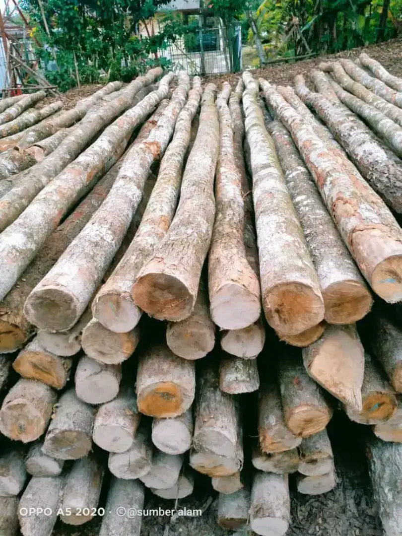 Kayu dolken lokal karas 8/10