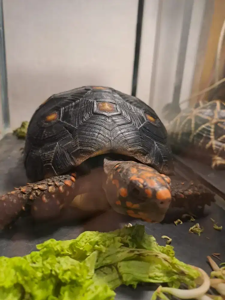 Kura kura redfoot ukuran 25 cm