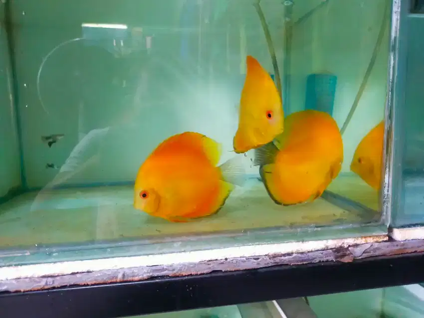 Ikan Discus Golden Yellow