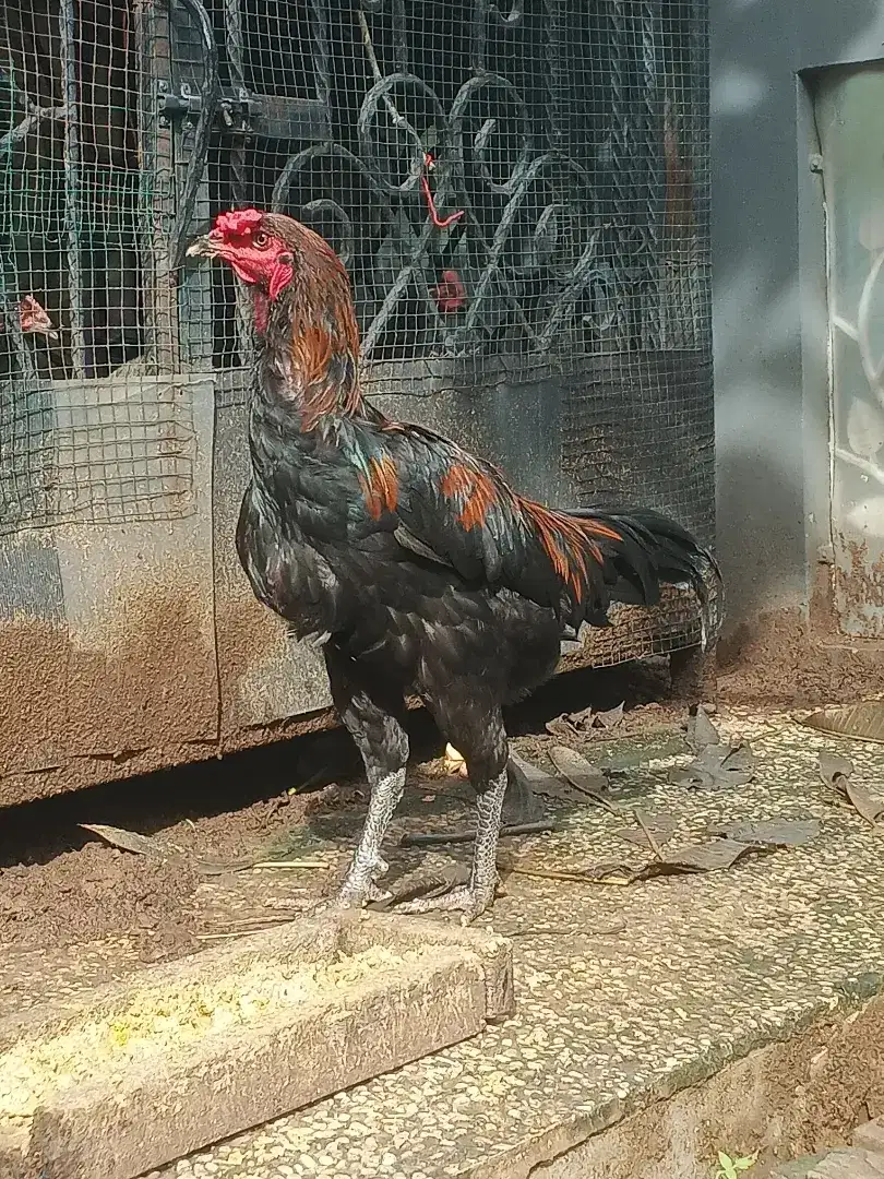 Indukan Ayam Kampung Jantan Umur 1 Tahun