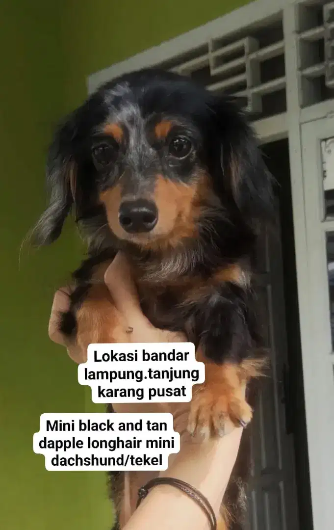 Tekel betina lucu