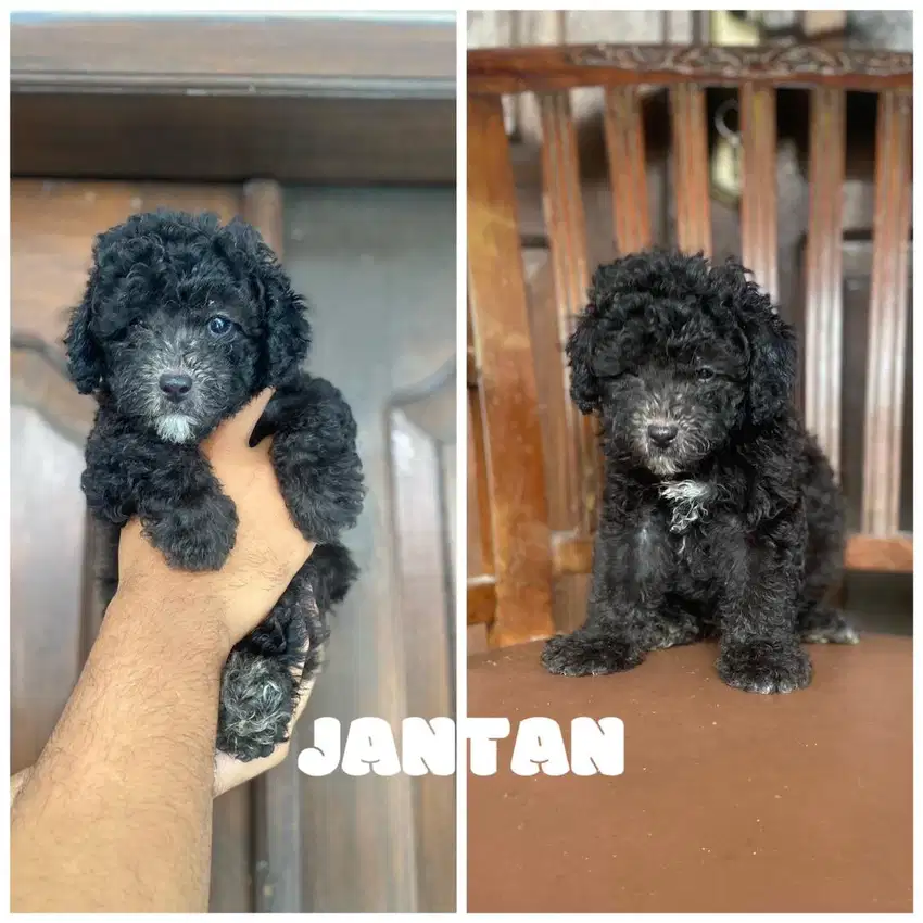 Silver Poodle Jantan 2bulan murmer