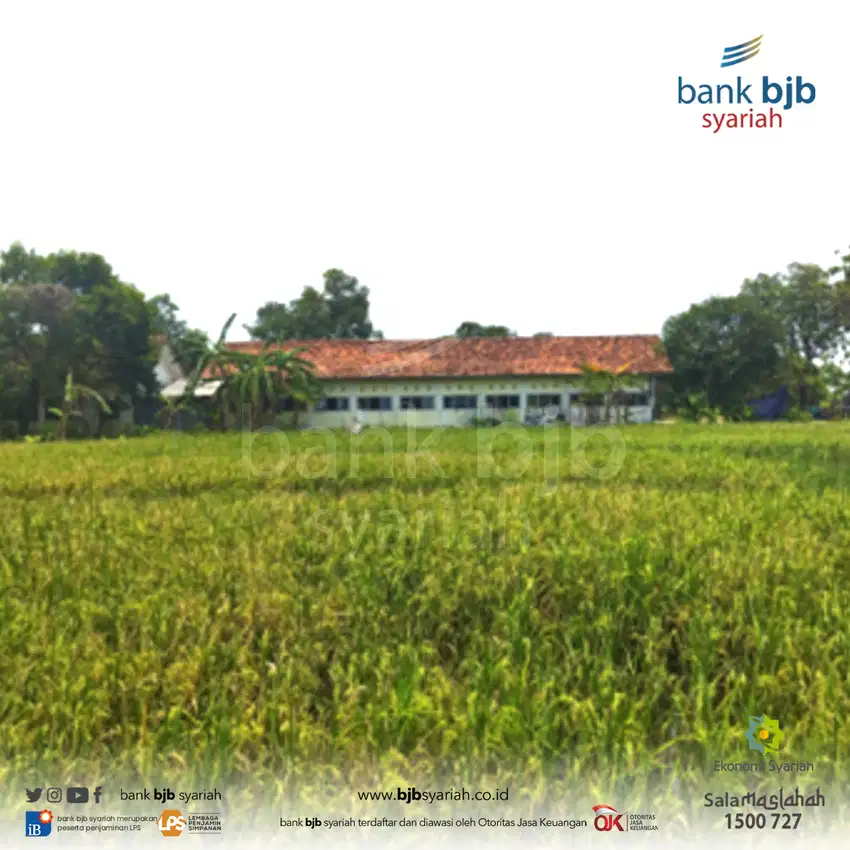 DIJUAL (Sawah) RUMAH ASETKU – PEKANDANGAN KABUPATEN INDRAMAYU