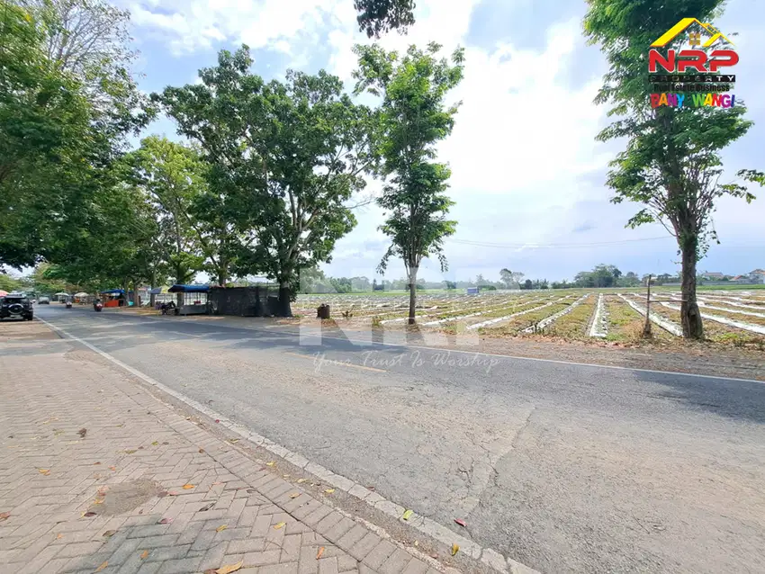 Dijual Tanah Sawah di Tepi Jl. Jember - Banyuwangi