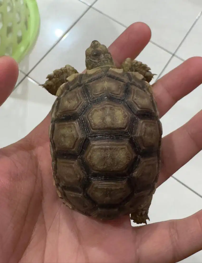 SULCATA MELANISTIC 7 CM LOKASI BSD