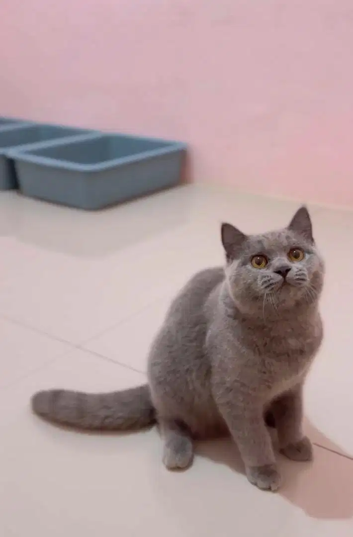 British Shorthair Blue Solid Jantan Show