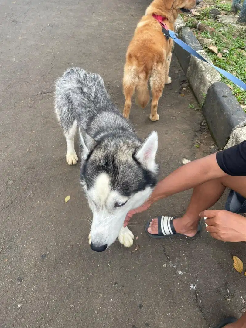 Dijual Siberian Husky Jantan