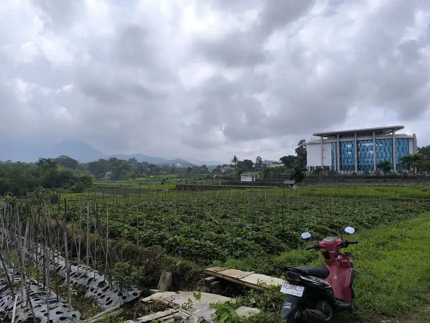 Tanah sawah nempel internasional boarding School al azhar