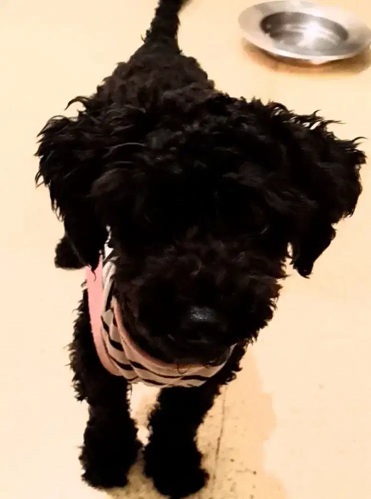 Anjing Toy Poodle hitam bersih female 2 tahun