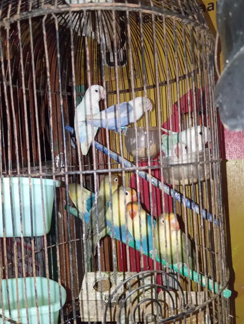 LOVEBIRD PB BLUE, PB VIO, PB MOUVE, PASBIR, PASVIO 6 BULANAN