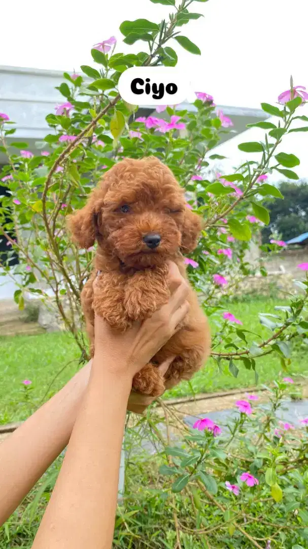 Red Toy Poodle Male Kosongan ( 3 ekor )