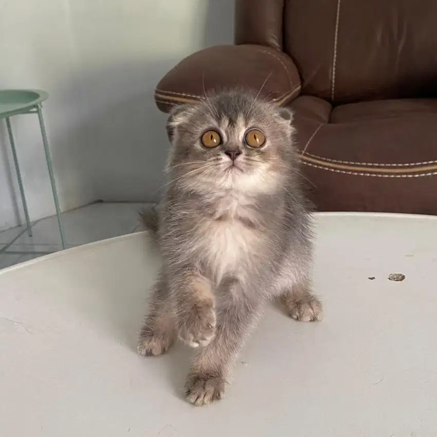 Bristish short hair x scottish fold betina