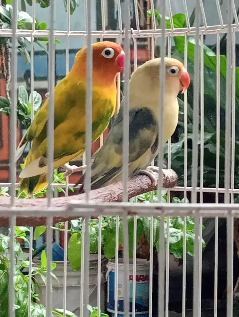 Love bird betina semua harian ngekek/ grecek