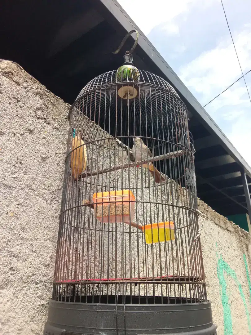 Jual burung Trucukan Jantan Pakai Ring Kaki udah mulai berisik