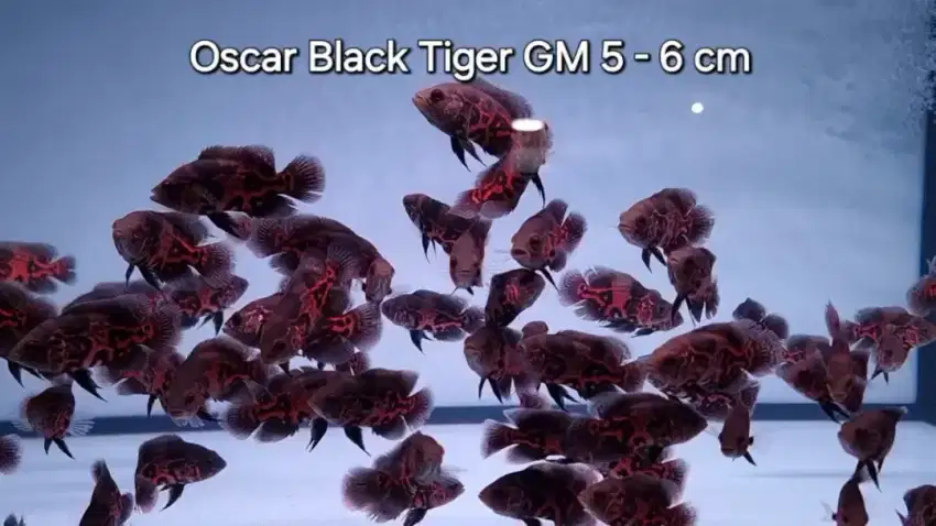 Ikan Oscar Black Tiger Grade A 6 cm