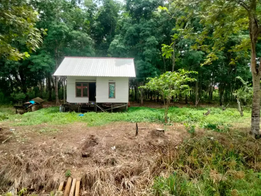 Dijual Rumah sekaligus lahan pohon karet L 50m x 100m,