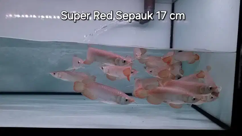 Arwana Super Red Sepauk 17 cm