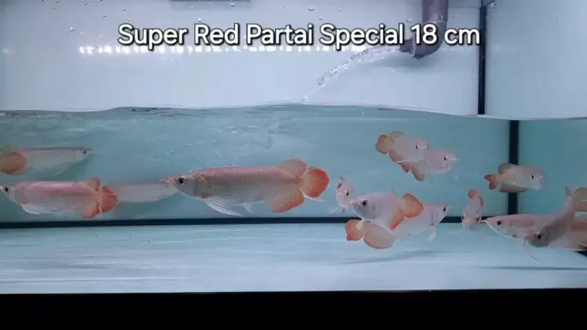 Arwana Super Red Partai Special 18cm