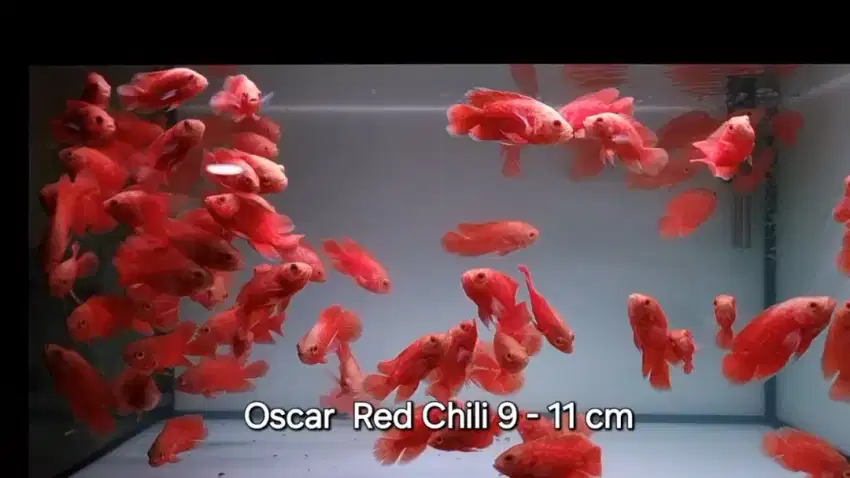 Ikan Oscar Albino Red Chili 11 cm