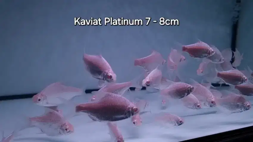 Ikan kaviat Platinum 8cm