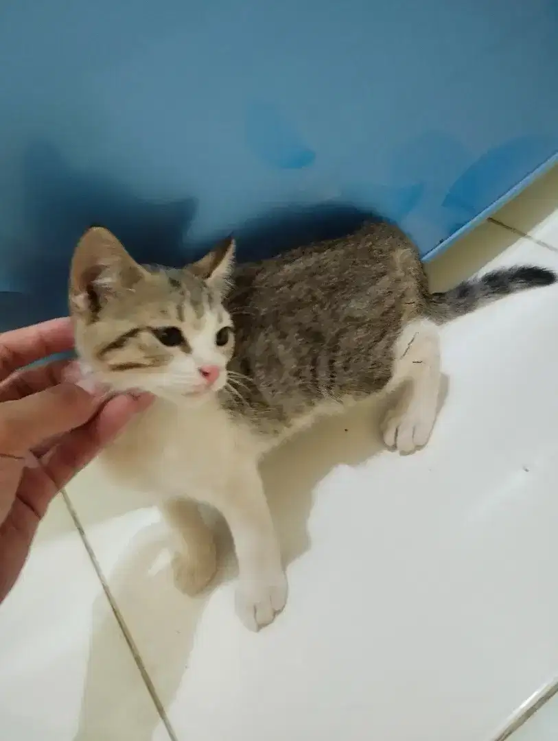 Kucing kitten sepasang mix