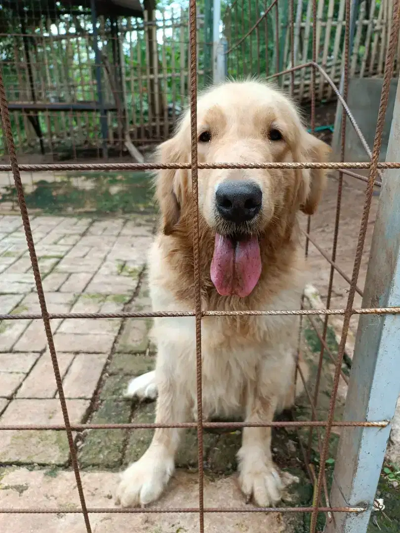 Anjing golden retriever