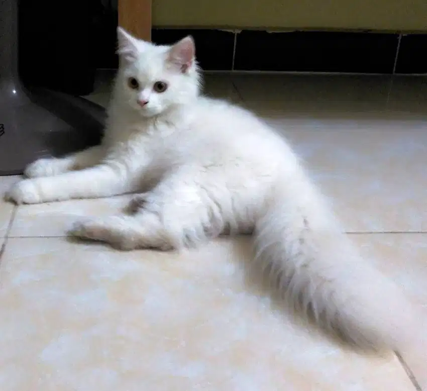 Kucing Persia Putih Solid