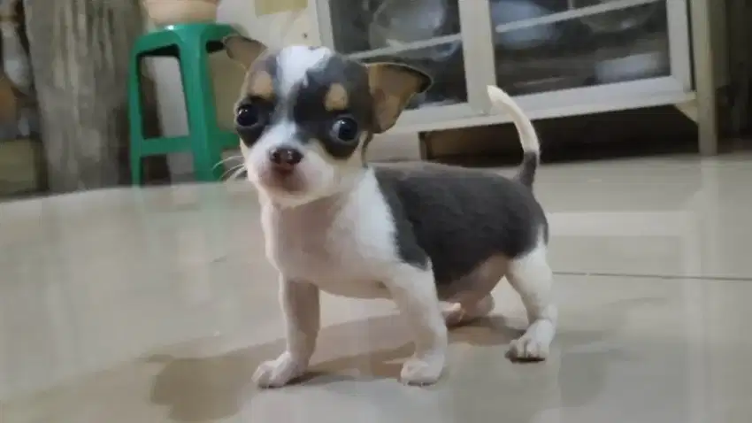 Chihuahua SUPER TINY