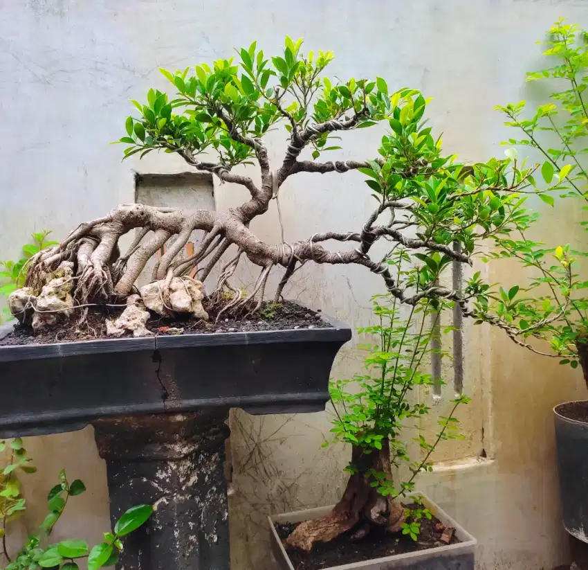 Di jual bonsai kimeng