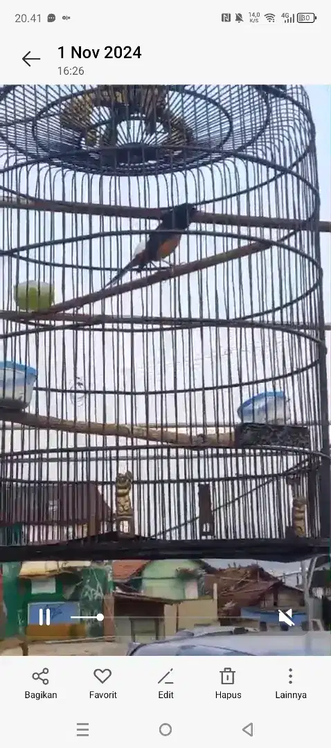 Jual murai gacor burung gantang