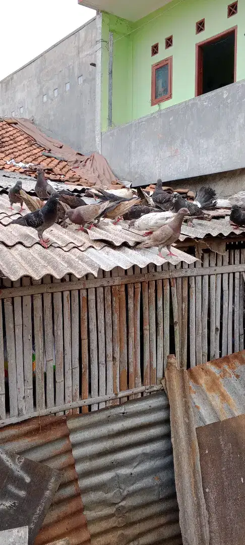 Dijual burung dara secara borongan