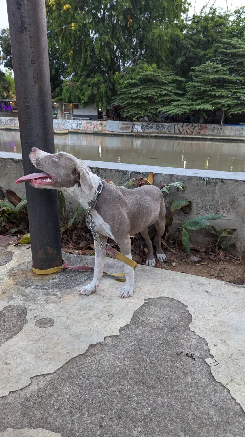 american pitbull