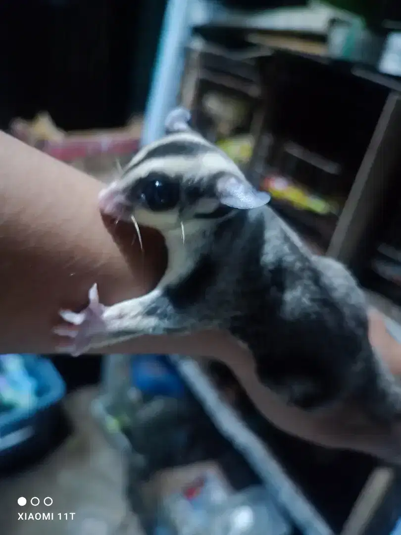 Sugar glider jntn umur 5 bln